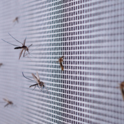 Ventajas y tipos de mosquiteras